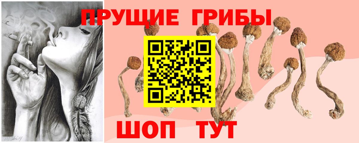 Галлюциногенные грибы Psilocybine cubensis  где продают   Мичуринск  Галлюциногенные грибы Psilocybine cubensis  Вход с VPN 